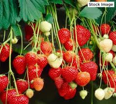Https Www Qvc Com Content Home Garden Sale Html Strawberry Plants Strawberry Strawberry Pots
