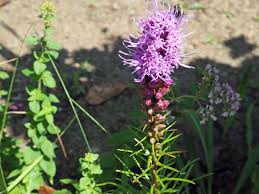 We did not find results for: How To Plant And Grow Blazing Star Liatris Spicata Gardener S Path