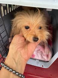 Accommodations needed for 2-legged, 1-nailed pet