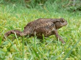 Pin Auf Tiere