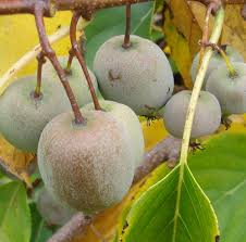 Image result for Actinidia