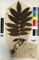 Image result for Canarium schweinfurthii