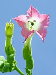 Image result for Nicotiana tabacum