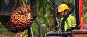 Current conservation status of large mammals in sime darby oil palm concession in liberia. Sime Darby Plantation Posts Net Profit Of Rm190mil In 3q The Star