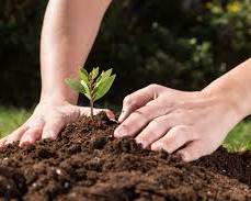 Imagen de Planta árboles