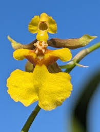 Image result for Diaphananthe vesicata