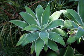 Music video by shoko nakagawa performing ray of light. Agave Attenuata Ray Of Light Buy Online At Annie S Annuals
