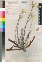 Image result for Helichrysum cephaloideum