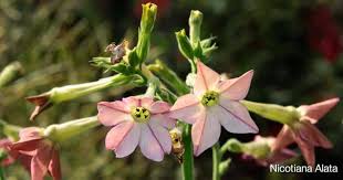 'summer wave blue' wishbone flowers grow to 6 inches tall and one foot wide. Nicotiana Alata Learn Growing And Care Of Flowering Tobacco