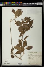 Image result for Erythrococca atrovirens