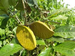 Image result for Anthonotha macrophylla