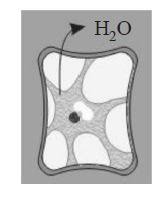 Before and after animal cell placed in hypotonic solution. Cell Placed In Hypertonic Solution Is Shown By Tardigrade In
