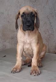 Great Dane Price In India Great Dane Puppy For Sale In Bangalore Greatdanes Dane Puppies Great Dane Puppy Great Dane Dogs