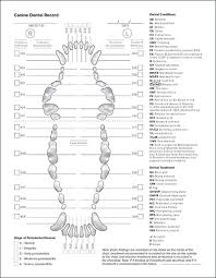 Canine Dental Tooth Chart Bedowntowndaytona Com