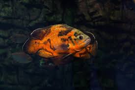Check spelling or type a new query. Oscar Fish And Goldfish Can They Live Together Pet Fish Online