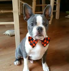 Look at this beautiful baby girl! Blue Boston Boston Terrier Boston Terrier Dog Boston Terrier Funny