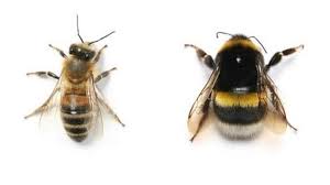 They are larger than honeybees, but they don't produce as much honey. Bumble Bees Vs Honey Bees 6 Differences That May Surprise You