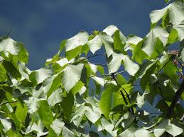 Image result for Firmiana simplex