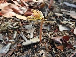 Image result for Nervilia kotschyi