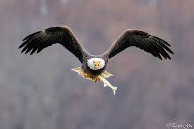 Bird Of Prey Plane Face To Face Bald Eagle Flying With Fish In 2020 Bald Eagle Beautiful Birds Eagle