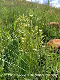 Image result for Habenaria clavata