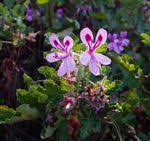 Image result for Pelargonium apetalum