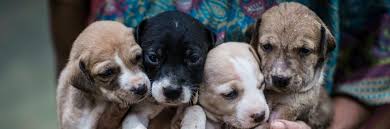 Besuche die welpen vor ort und informiere dich vor dem kauf über die hunderassen und die. Danke Ebay Kampagnen News Illegaler Welpenhandel Hunde Heimtiere Themen Kampagnen Themen Vier Pfoten Deutschland