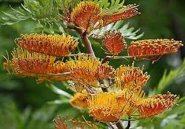 Maybe you would like to learn more about one of these? Grevillea Robusta Southern Silky Oak Australian Silver Oak Tree 10 Seeds Ebay