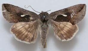 Image result for Syngrapha microgamma