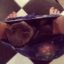 Maybe you would like to learn more about one of these? 20 Funny Cats That Love To Hang Out In Your Underwear Bored Panda