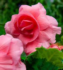 Image result for Begonia gentilii