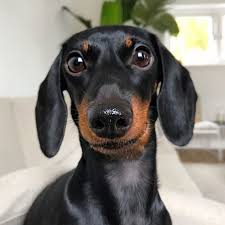 Black And White Dachshund Mix Pin By Chase On Dachshund Loulou Dachshund Pets Dachshund Dog Doxie Puppies