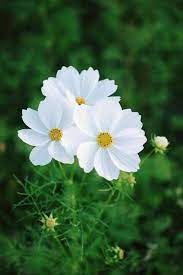 Pin By German Lopez On Beautiful Flowers Cosmos Flowers Flowers Nature Flowers Photography