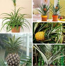 Fruitier En Pot Agrumes Et Plantes Exotiques A La Maison Plante Exotique Fruitier Cultiver Des Arbres Fruitiers