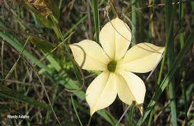 Image result for Exochaenium