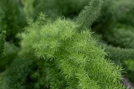 Image result for Asparagus radiatus