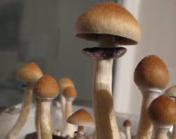 whats the right psychedelic mushrooms dosage deciding the