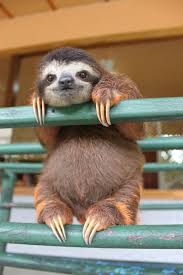 Sloths Are Half Deaf And Half Blind Cute Animals Happy Animals Cute Baby Animals