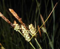 Image result for Carex steudneri