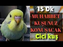 muhabbet kusunuz konusacak dinlet konussun 15 dk kayit talking budgie budgerigar youtube youtube muhabbet kuslari videolar