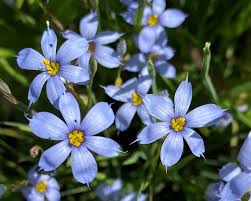 Image result for Sisyrinchium