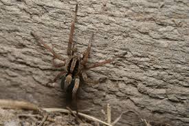 Image result for wolf spider bite skin