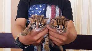 Umur 4 bulan harga rp 450.000. Polisi Tangkap Pelaku Yang Jual 2 Ekor Anak Kucing Hutan Kalimantan Tribun Jateng