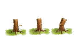 Stehen die bäume, die sie fällen wollen, unter schutz, so benötigen sie eine genehmigung. Baum Fallen Sicherheit Ausrustung Recht Selbermachen De