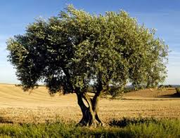 Epingle Par Leo Stoffelen Sur Mediterrane Tuin En 2020 Huile D Olive Olives Huile