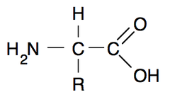 Amino Acids Are Monomers Of Proteins Macromolecules Amino Acids Protein