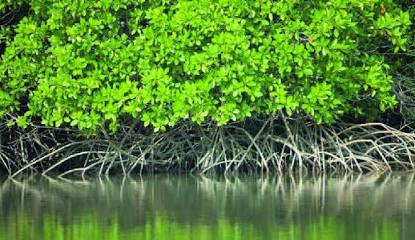 Mangroves provide vital coastal resilience, AI generated