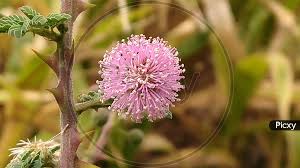 Image result for Mimosa pigra