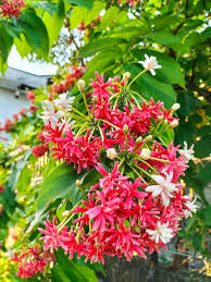 Image result for Combretum indicum