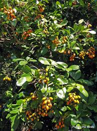 Image result for Corynocarpus